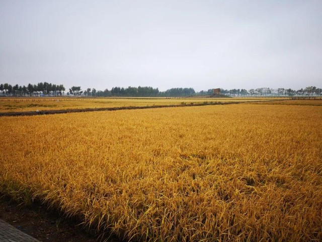 镇江富硒大米（江苏富硒大米）-硒宝网