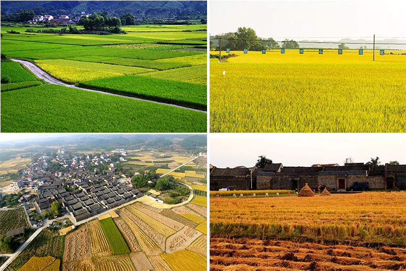 阳西富硒大米(富硒的大米)-硒宝网