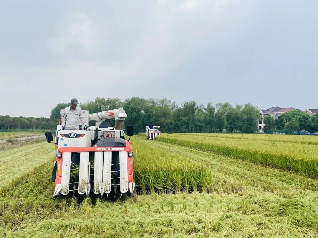 清原富硒大米（富硒的大米）-硒宝网