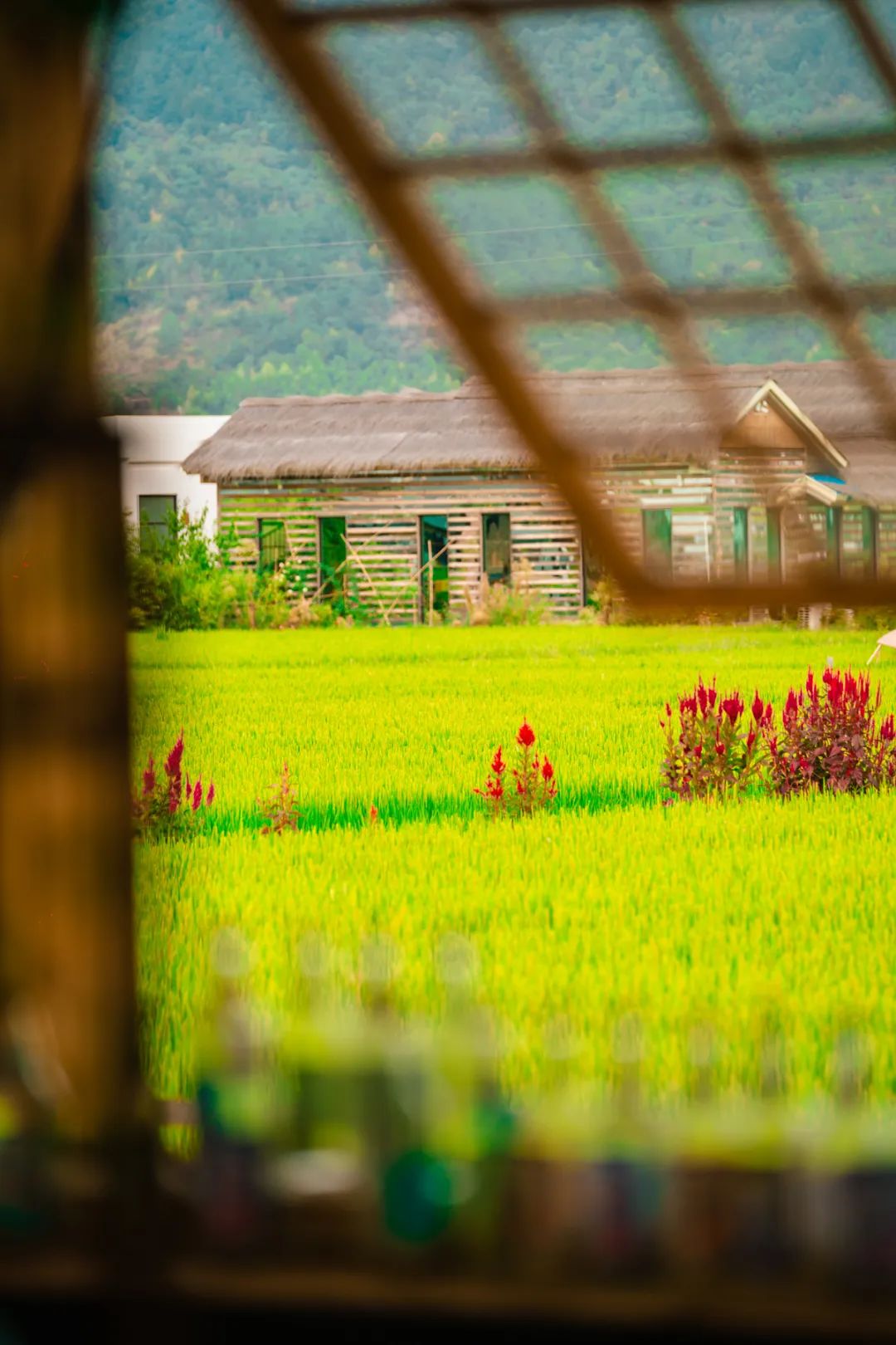 富硒大米湖北（富硒大米厂家）-硒宝网