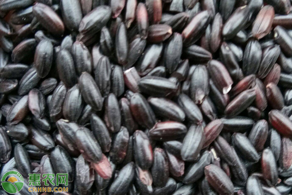 重庆富硒大米（富硒大米产地有哪些）-硒宝网