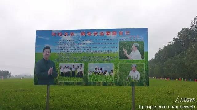 鉴别富硒大米(大米鉴别富硒的方法)-硒宝网