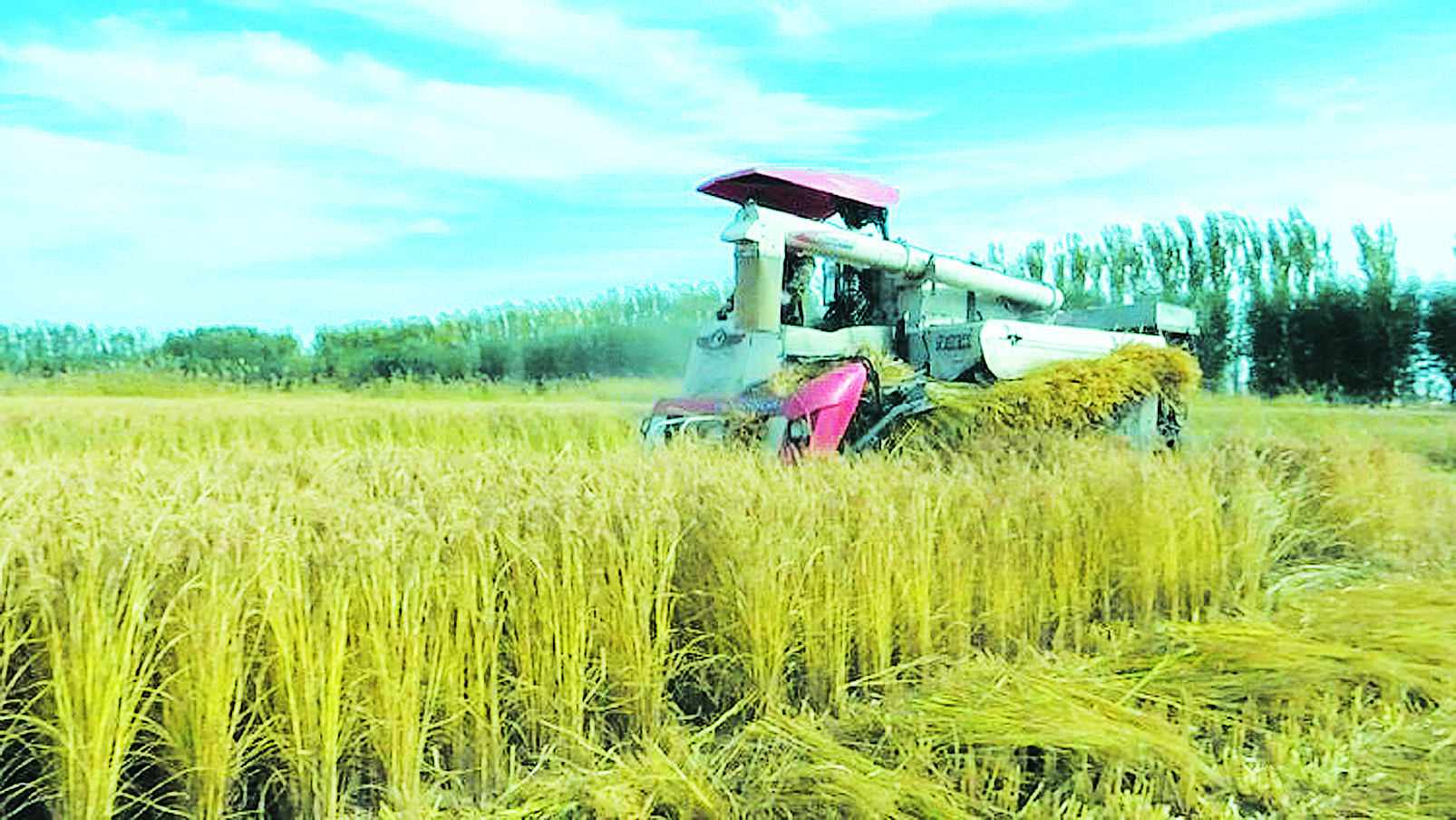 岳阳富硒大米（富硒大米产地有哪些）-硒宝网