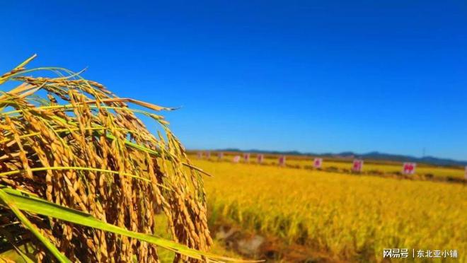 富硒大米质量（大米质量富硒含量标准）-硒宝网