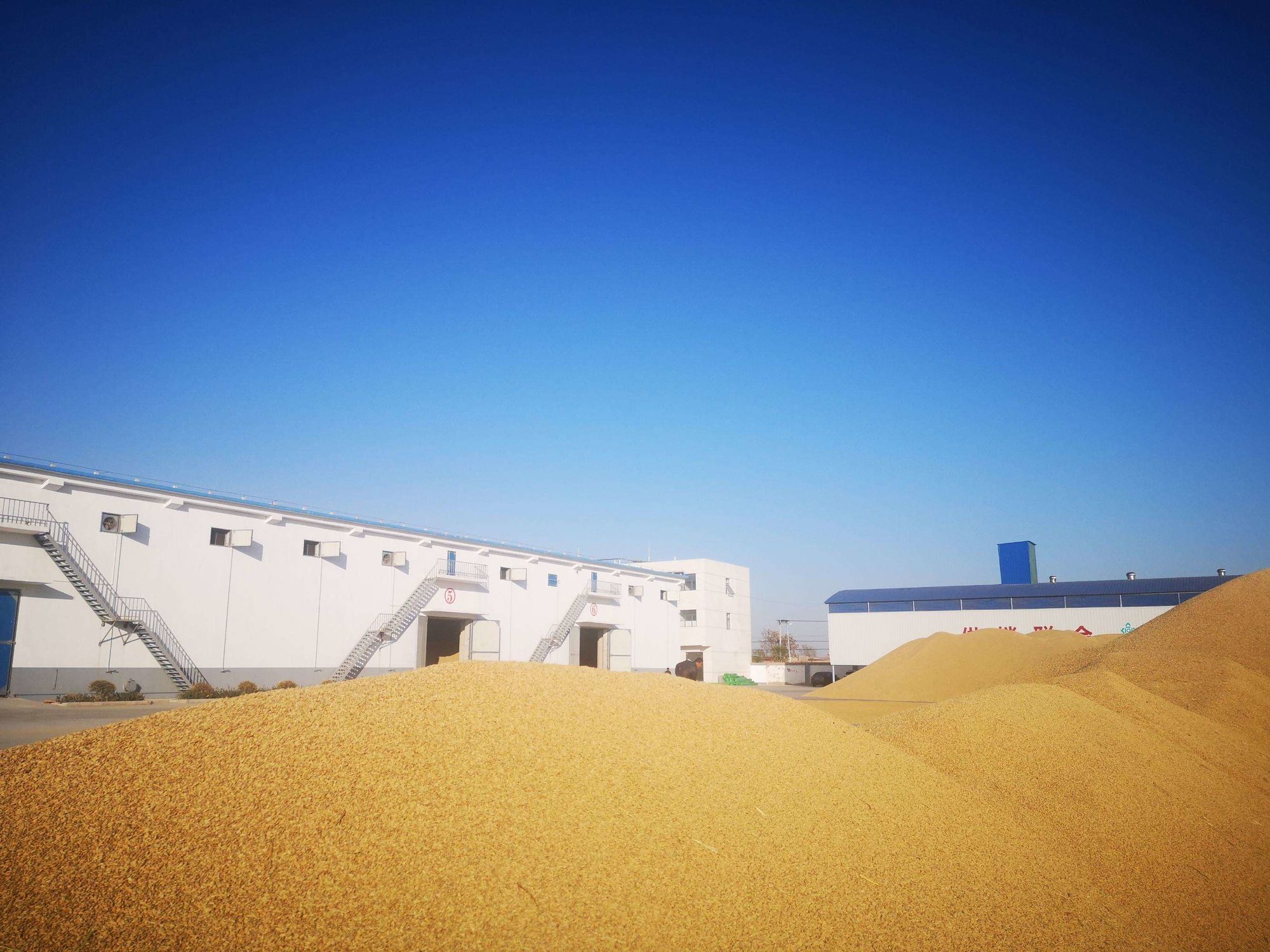 射阳大米富硒（富硒大米好在哪）-硒宝网