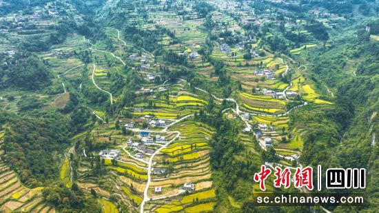 富硒大米采收（富硒大米生产技术）-硒宝网