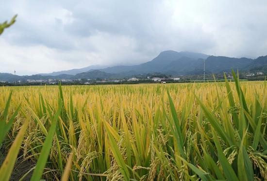 安远富硒大米（安微富硒大米）-硒宝网