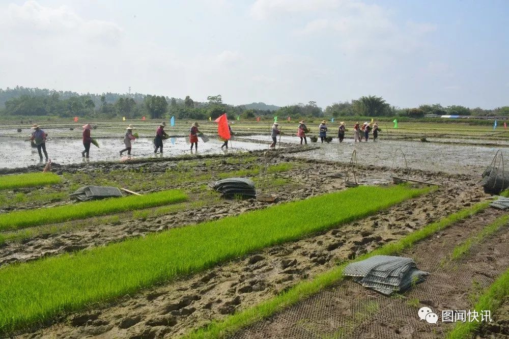 富硒大米打造（富硒大米能补硒吗）-硒宝网