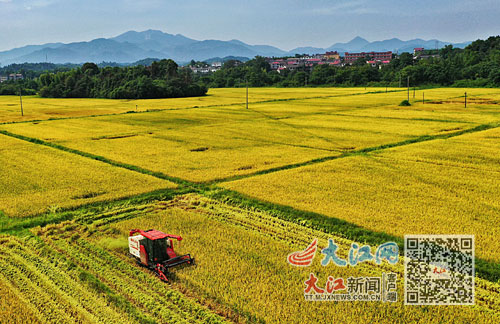 金龙富硒大米(金龙鱼富硒大米)-硒宝网