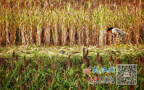 金龙富硒大米(金龙鱼富硒大米)-硒宝网