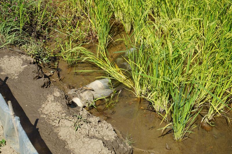 敦化富硒大米(吉林富硒大米)-硒宝网