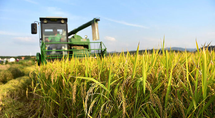 庐江富硒大米（安微富硒大米）-硒宝网