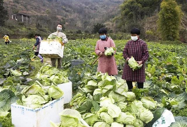 咸宁富硒大米（恩施富硒大米）-硒宝网