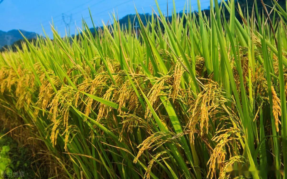 富硒大米源头（源头大米富硒米好吃吗）-硒宝网