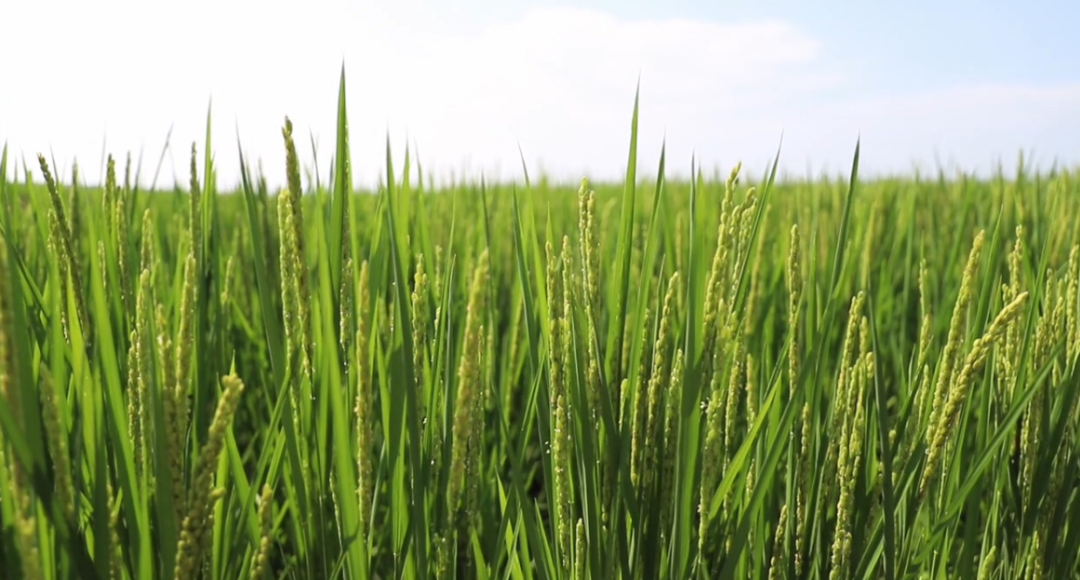 富硒大米宝清(富硒大米有什么营养)-硒宝网