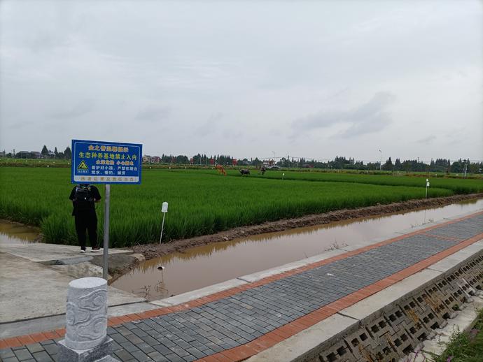 亳州富硒大米(安徽富硒大米产地是哪里)-硒宝网