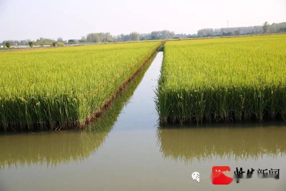 亳州富硒大米(安徽富硒大米产地是哪里)-硒宝网