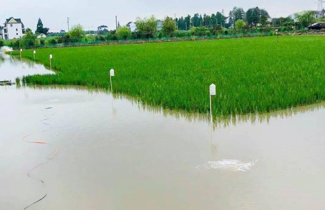 亳州富硒大米(安徽富硒大米产地是哪里)-硒宝网