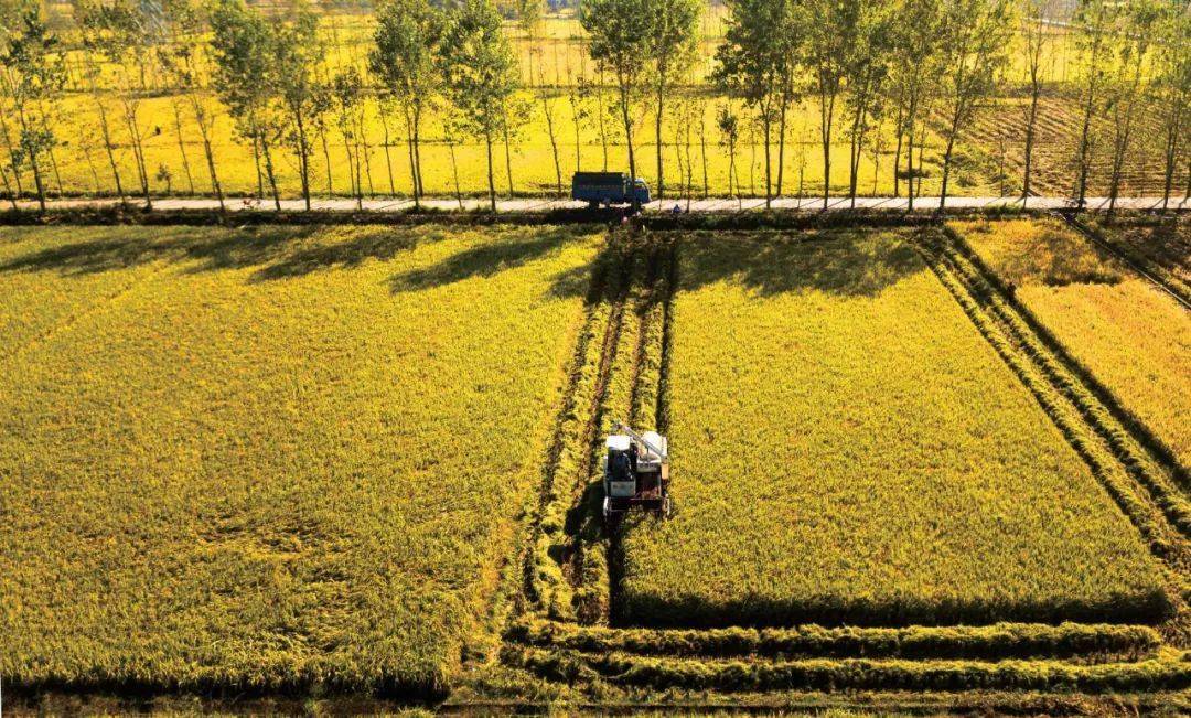 富硒大米骗局(富硒大米的绿色骗局)-硒宝网