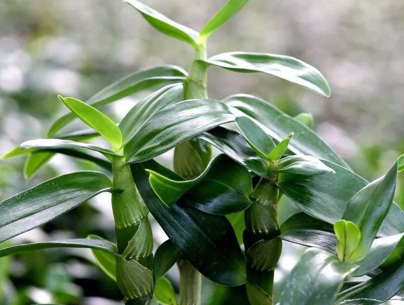 富硒大米定量(大米定量富硒含量标准)-硒宝网