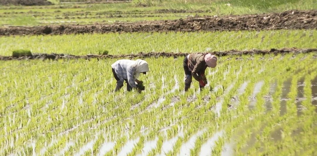 复富硒大米6（富硒大米能补硒吗）-硒宝网