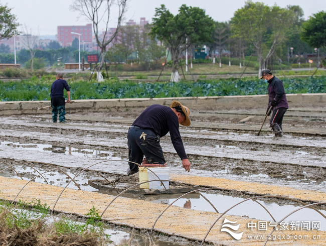 复富硒大米6（富硒大米能补硒吗）-硒宝网
