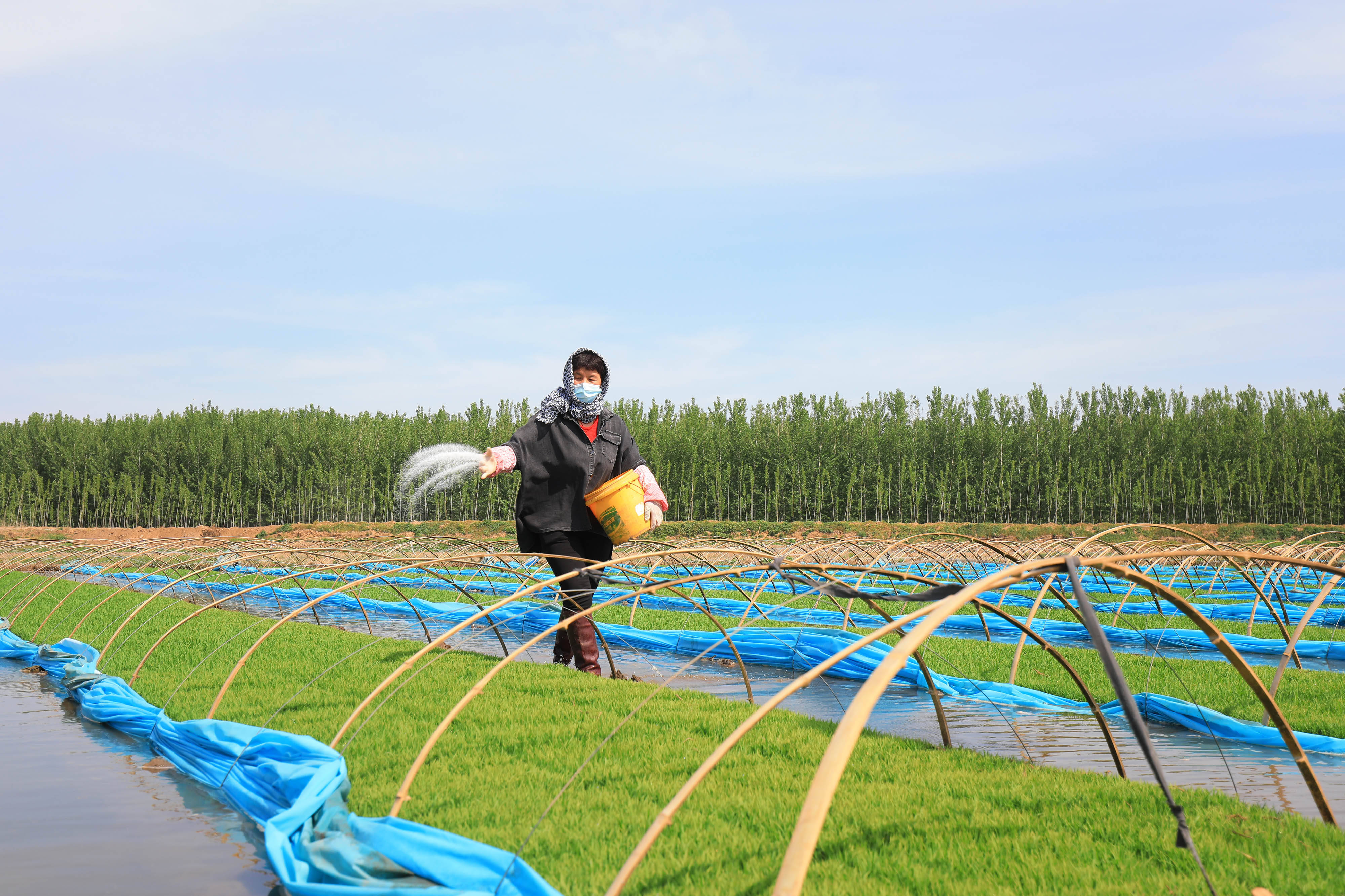 复富硒大米6（富硒大米能补硒吗）-硒宝网