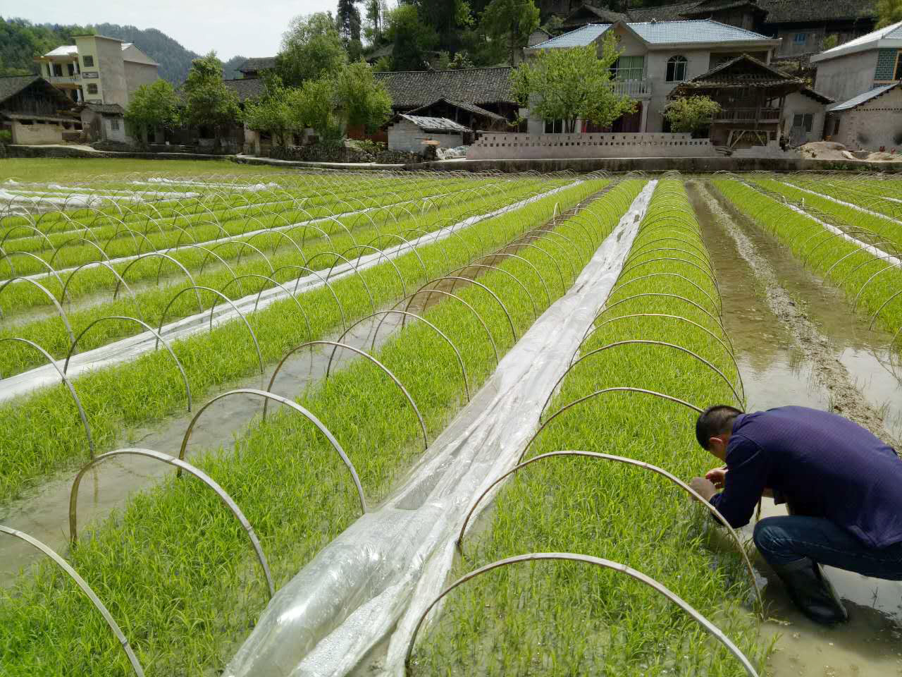 复富硒大米6（富硒大米能补硒吗）-硒宝网