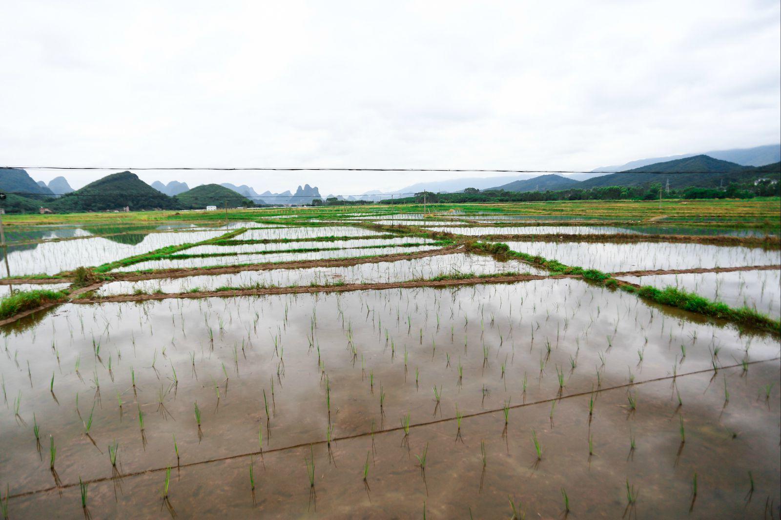 万昌富硒大米(富硒大米口感如何)-硒宝网