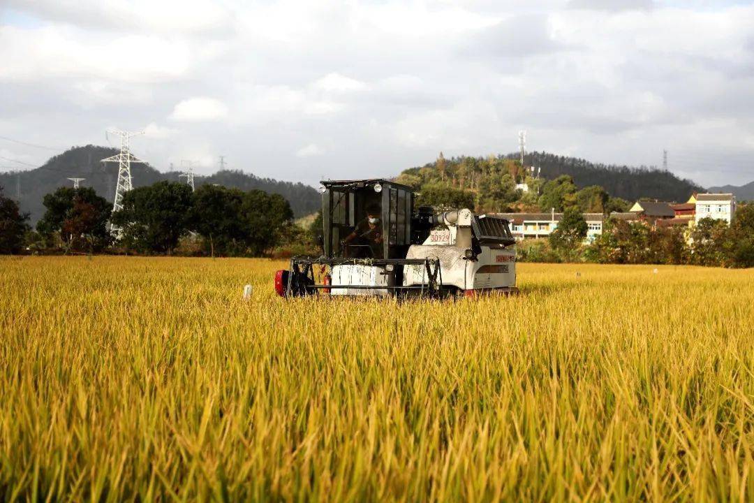 万昌富硒大米(富硒大米口感如何)-硒宝网