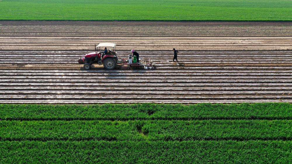 曙光富硒大米（富硒大米口感如何）-硒宝网