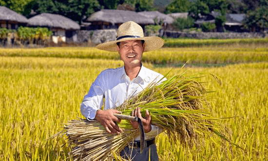 曙光富硒大米（富硒大米口感如何）-硒宝网