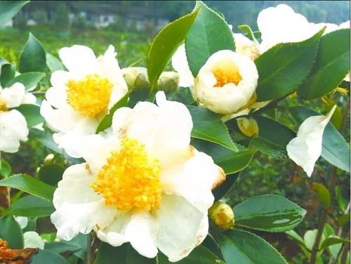 樟树富硒大米(樟树果园谷富硒生态园)-硒宝网