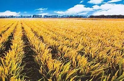 樟树富硒大米(樟树果园谷富硒生态园)-硒宝网