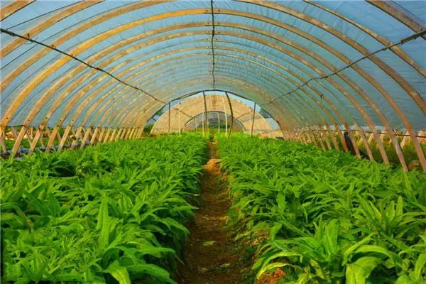 樟树富硒大米(樟树果园谷富硒生态园)-硒宝网