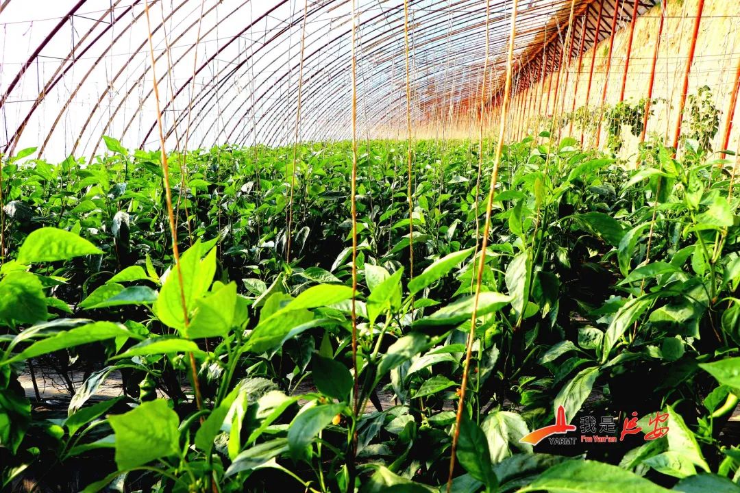 富硒大米黑米(黑米富含硒吗)-硒宝网