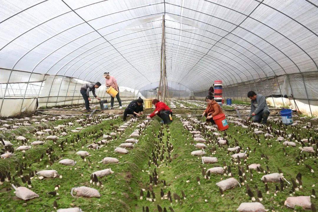 富硒大米黑米(黑米富含硒吗)-硒宝网