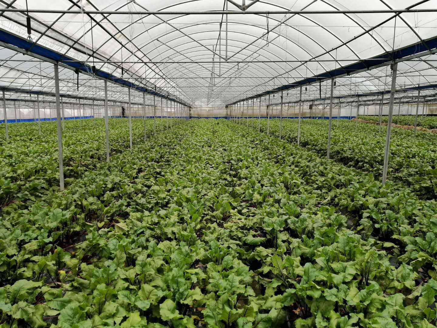 富硒大米黑米(黑米富含硒吗)-硒宝网