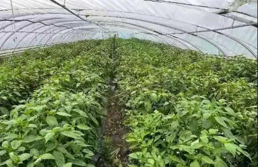 富硒大米黑米(黑米富含硒吗)-硒宝网