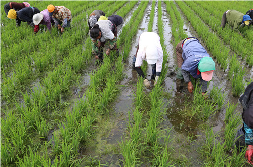 万昌大米富硒(富硒大米多少钱一盒)-硒宝网