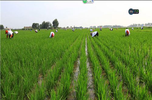 万昌大米富硒(富硒大米多少钱一盒)-硒宝网