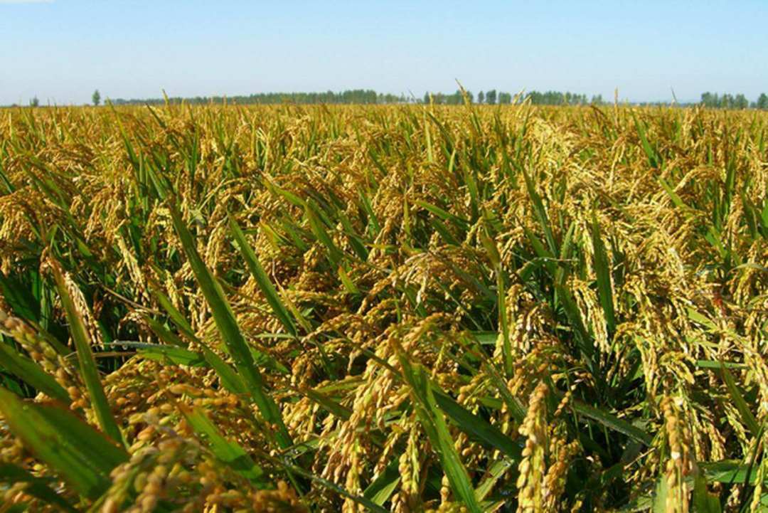 常吃富硒大米(吃富硒大米有哪些不良反应)-硒宝网