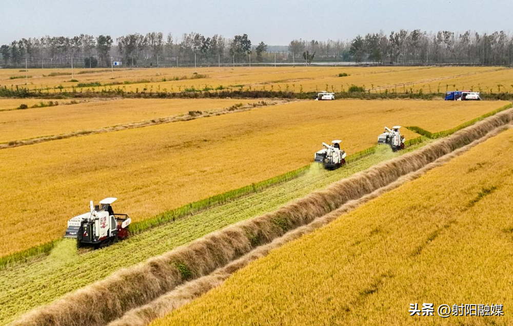 渠星富硒大米(富硒优质大米)-硒宝网