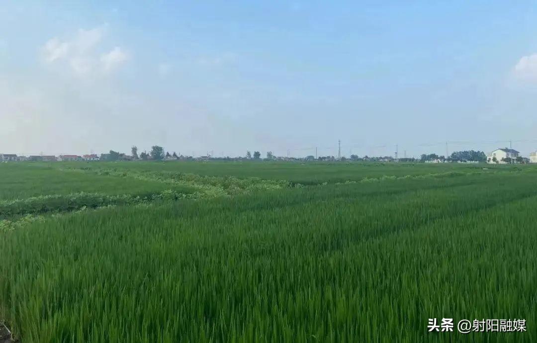 渠星富硒大米(富硒优质大米)-硒宝网