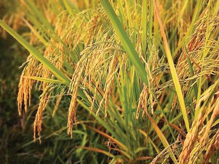 宏善富硒大米(富硒大米口感如何)-硒宝网