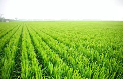 家晨富硒大米(富硒大米口感如何)-硒宝网