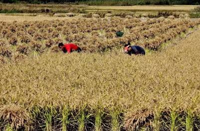 家晨富硒大米(富硒大米口感如何)-硒宝网