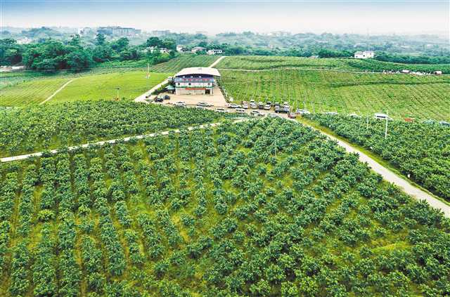 富硒大米面世(富硒大米好在哪)-硒宝网