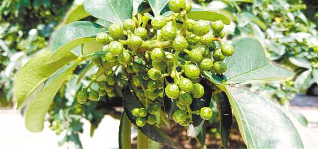 富硒大米面世(富硒大米好在哪)-硒宝网