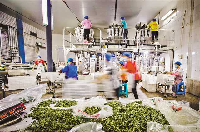 富硒大米面世(富硒大米好在哪)-硒宝网